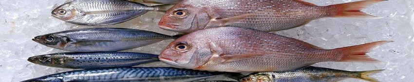 Egypt Fish For Food Industries