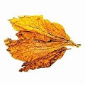Virginia Whole Leaf Tobacco