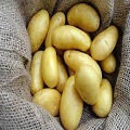 Potatoes (Mozica)