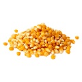 Corn Grain for animal feed