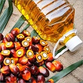 Palmolein Oil 