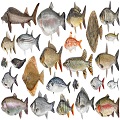 Ribbonfish, Cuttlefish, Eeelfish