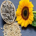 Sunflower Seeds 