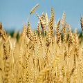  Wheat Crop