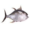  fresh Yellow Fin Tuna 
