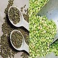  Pigeon Pea and Mungbeans 