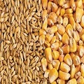  Barley and Corn