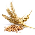 Wheat Husk