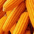 Non-gmo Yellow Corn