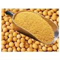  Soybean for animal feeds