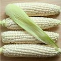  White Corn Maize