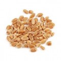 Wheat Seeds