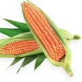  Maize, Corn