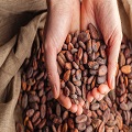 Cocoa Beans