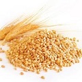 Wheat Grain